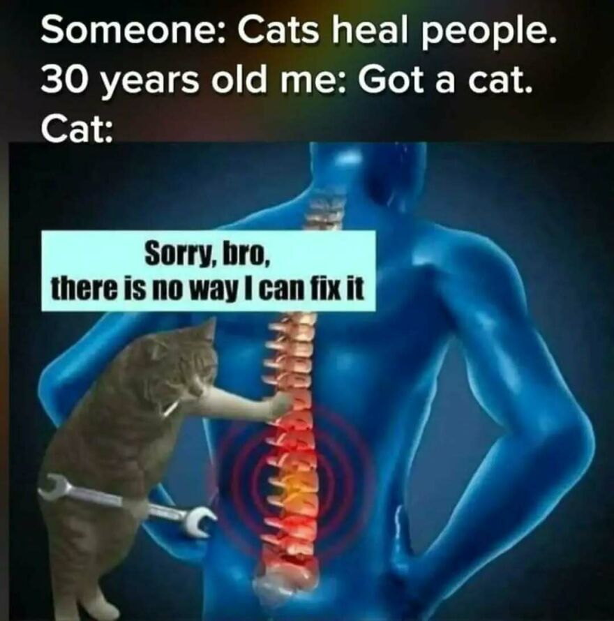 A silly animal meme featuring a cat trying to fix a human spine with a wrench, saying Sorry, bro.