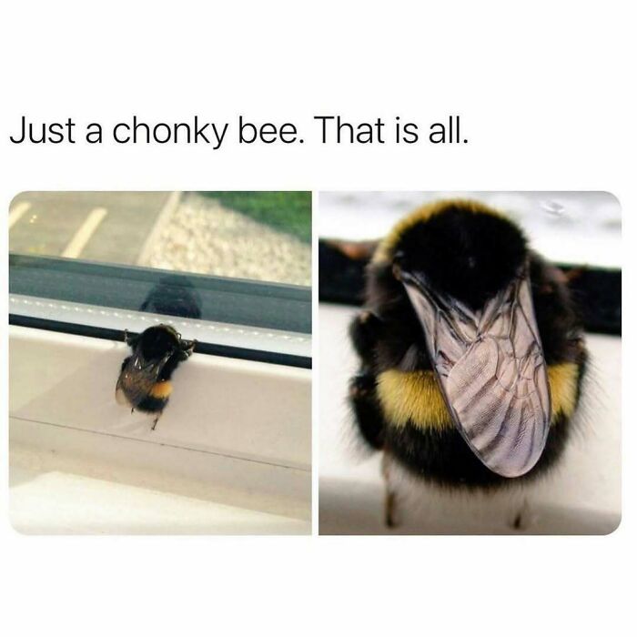 Funny animal memes: a chonky bee sitting on a window sill and a close-up of the bee.