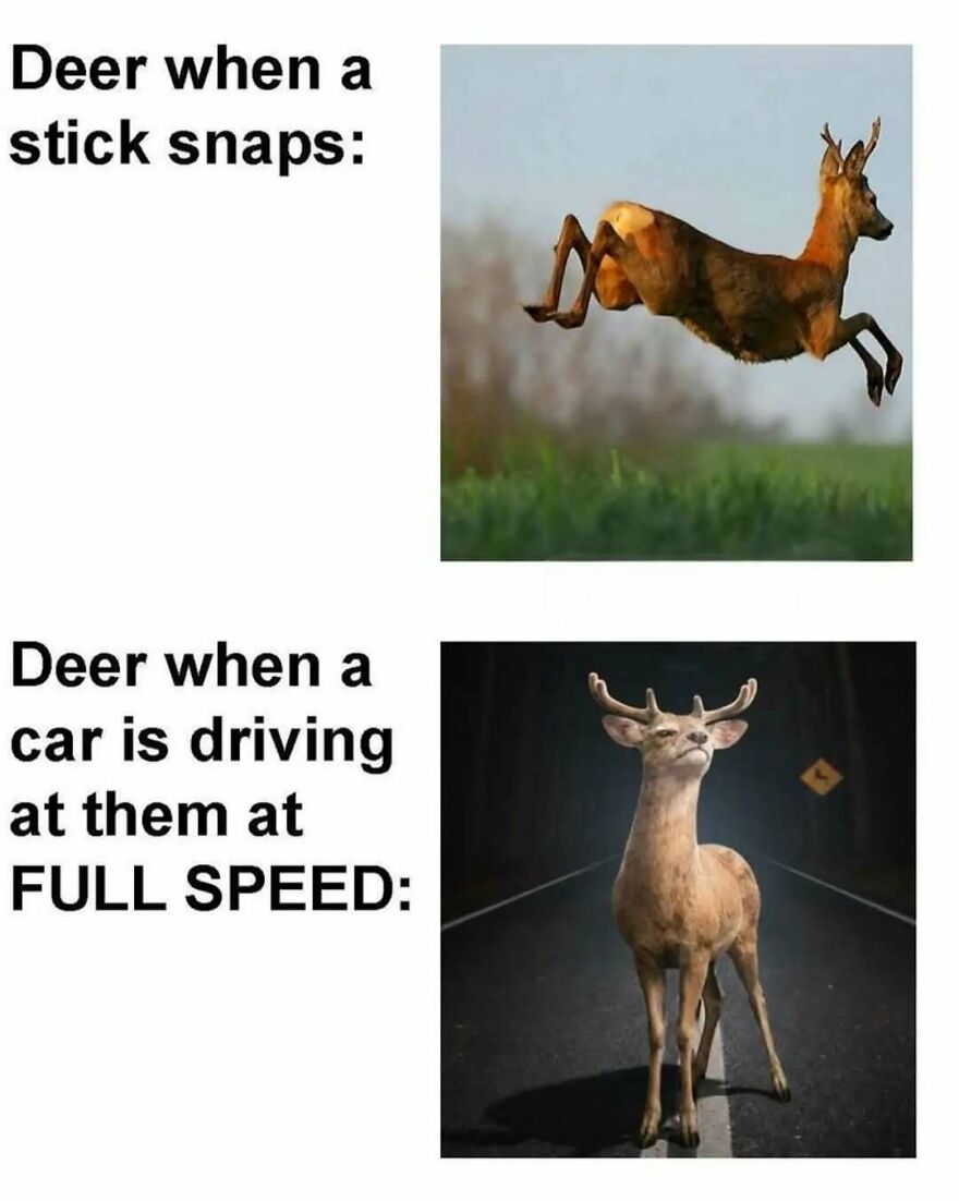 A cute animal meme showing deer reactions: jumping away from a stick snap, standing still for a car.