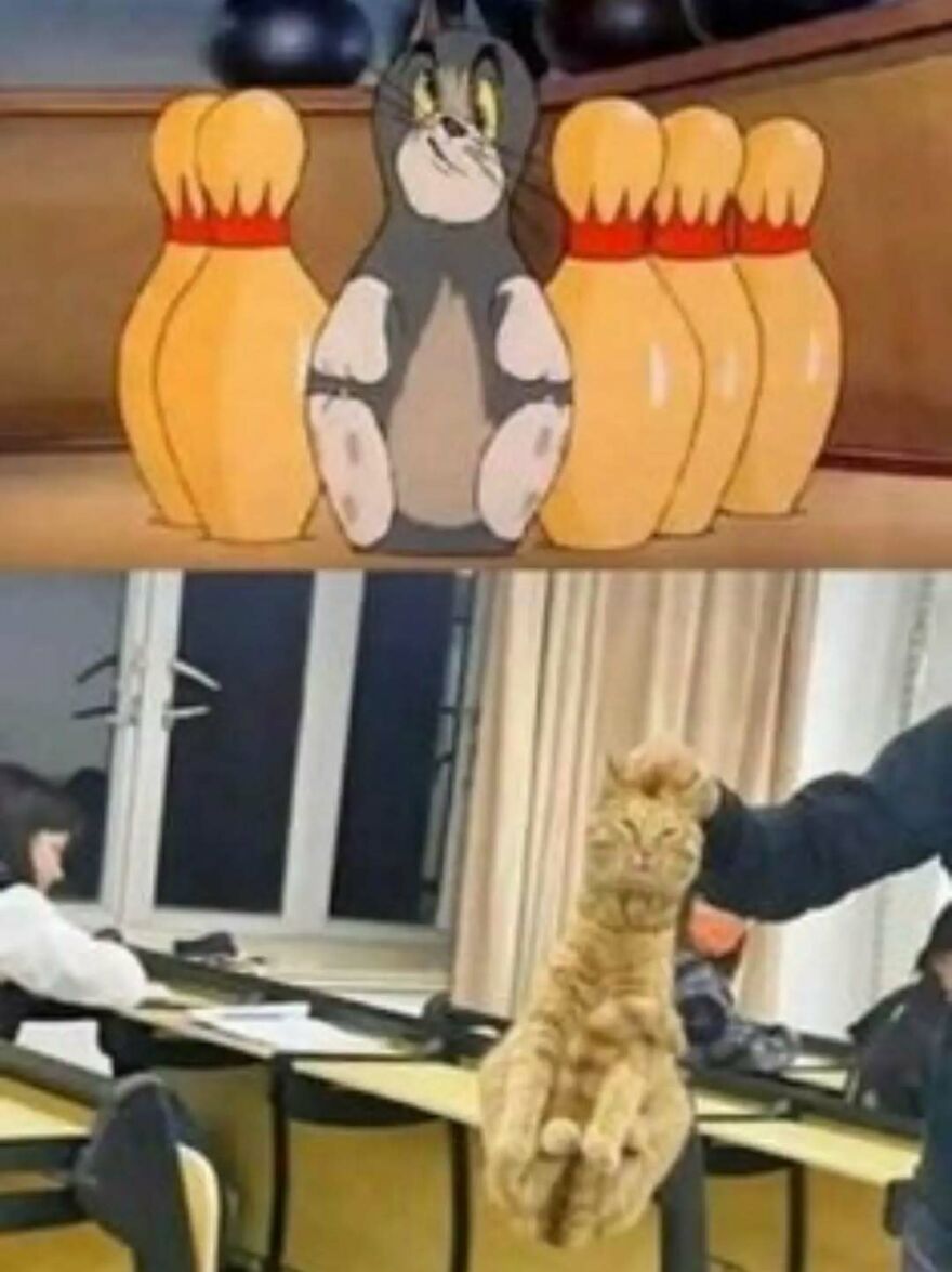 A silly animal meme juxtaposing Tom as a bowling pin with a cat being held like a bowling pin.