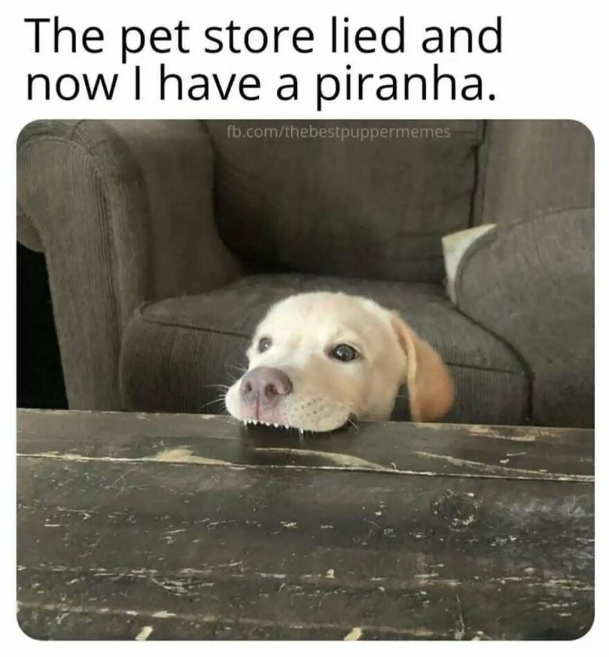 A cute animal meme with a puppy peeking over a table, its teeth making it look like a piranha.