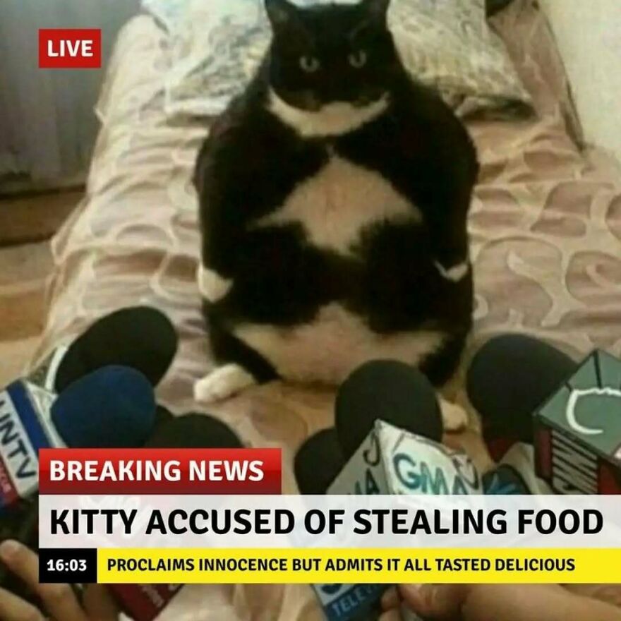 Silly animal meme featuring a cat at a press conference accused of stealing food, a perfect example of cute animal memes.