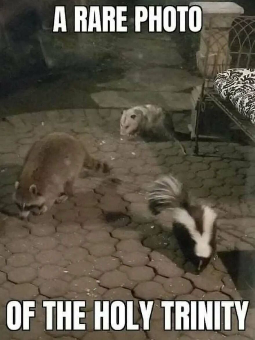 A silly and cute animal meme of a raccoon, skunk, and opossum together, captioned 'A RARE PHOTO OF THE HOLY TRINITY'.