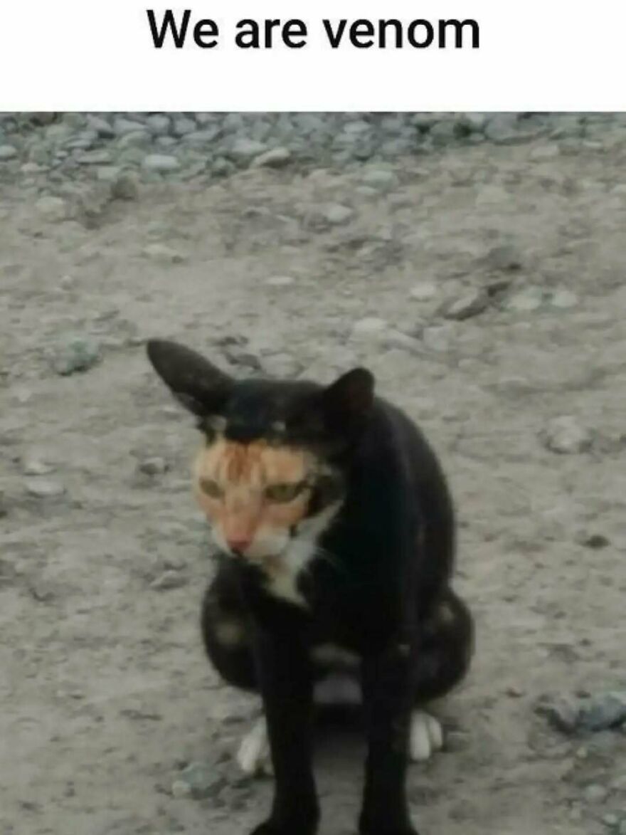 A silly and cute animal meme featuring a black cat with a light-colored face, resembling Venom.