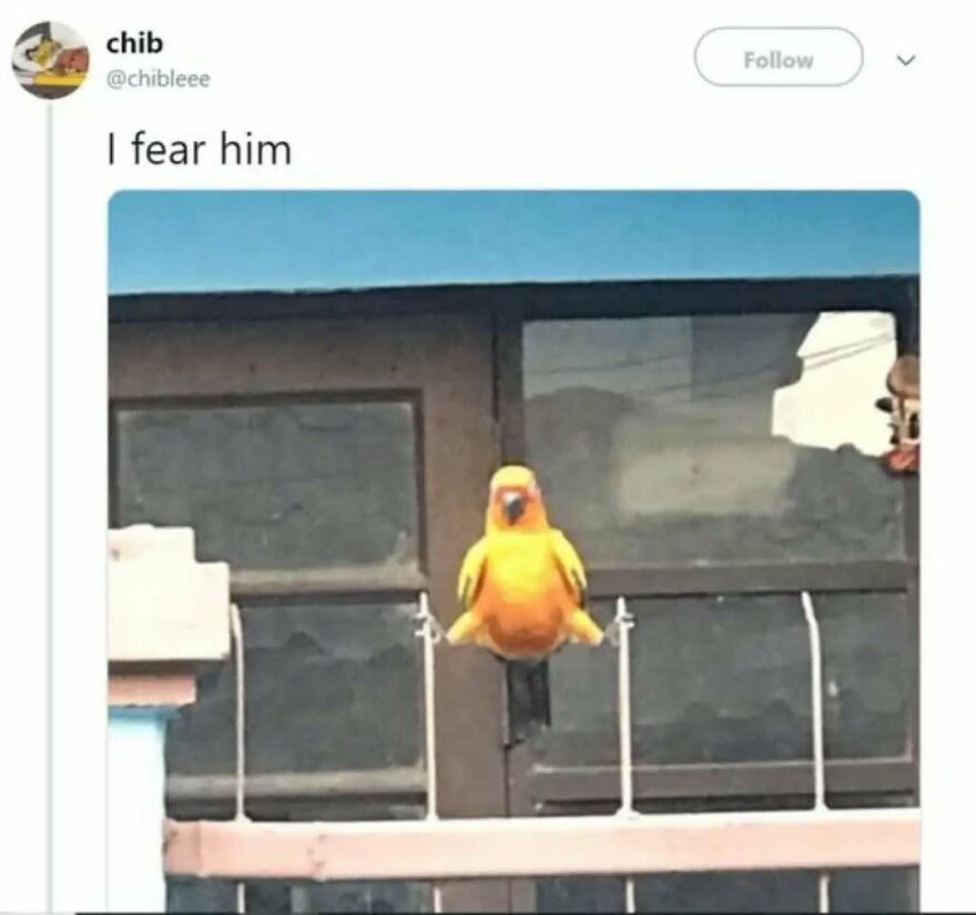 Silly animal meme: A bright yellow bird sitting on a window ledge, looking comically menacing, captioned I fear him.