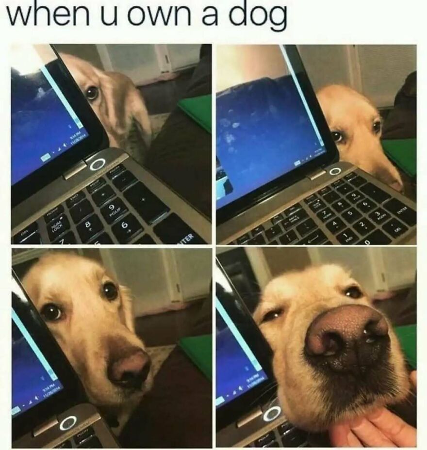 Cute animal meme: A four-panel image showing a golden retriever dog peeking over a laptop, then getting closer for attention.
