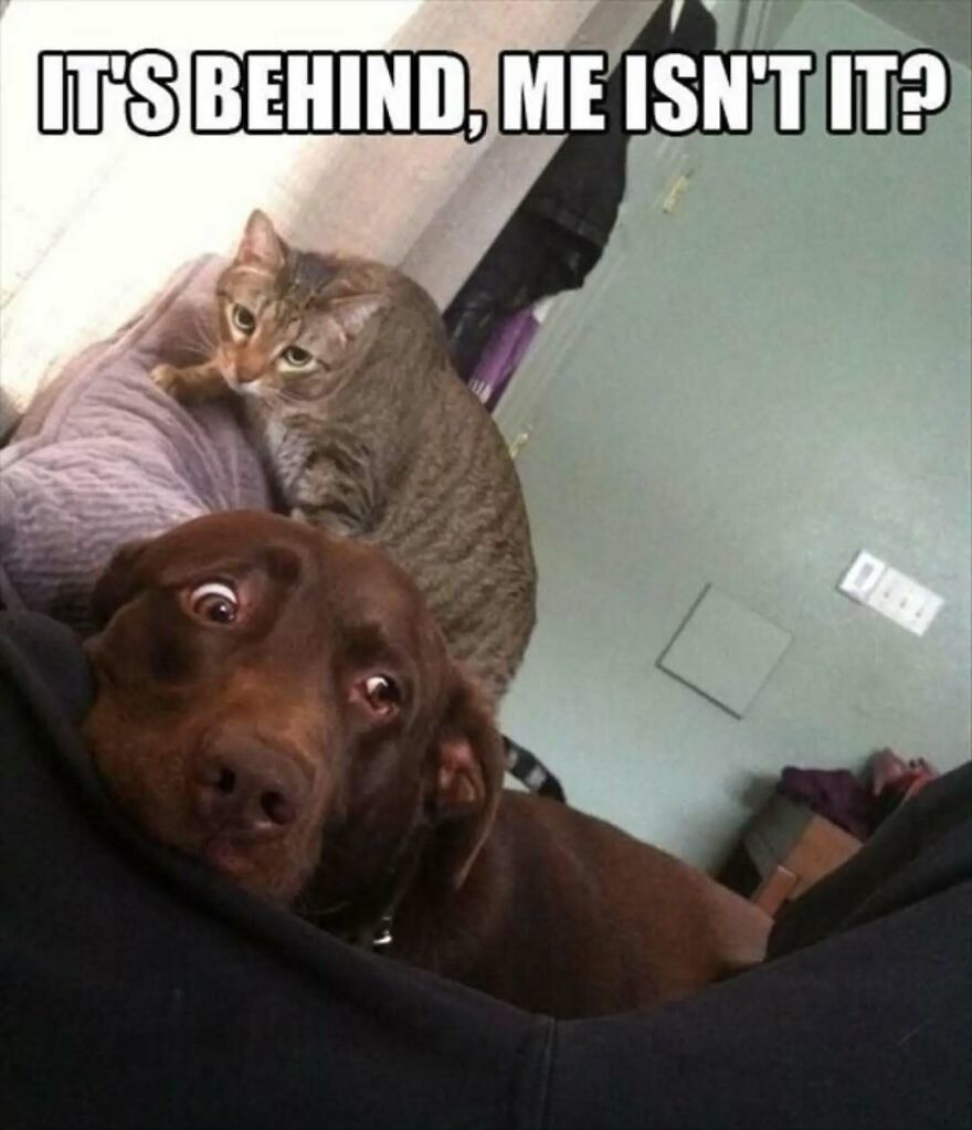 Silly animal meme with a dog looking scared and a cat peeking over it, adding to the cute animal memes.