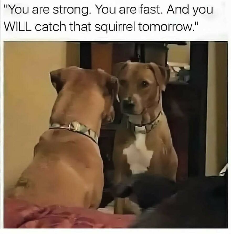 A cute dog looking at its reflection, with text You are strong. You are fast. And you WILL catch that squirrel tomorrow, animal memes.