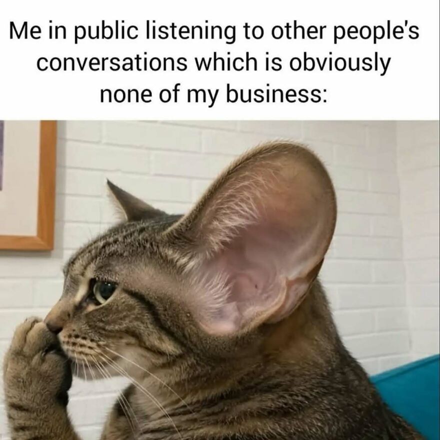 A silly cat with exaggeratedly large ears, listening intently, with text about listening to conversations, cute animal memes.