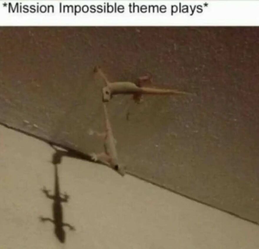 A silly gecko scaling a wall, casting a shadow below, with text Mission Impossible theme plays, cute animal memes.
