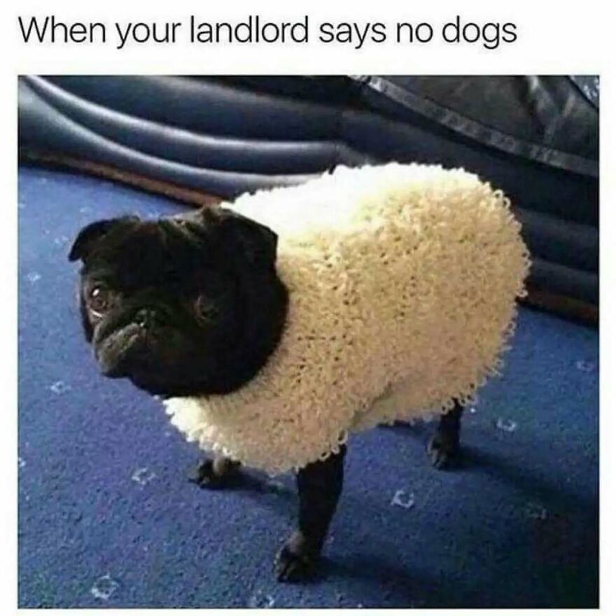 A cute pug dressed in a sheep costume, looking sad, with text When your landlord says no dogs, silly animal memes.