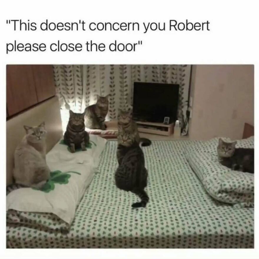 Five silly cats on a bed, with text saying This doesn't concern you Robert please close the door, cute animal memes.