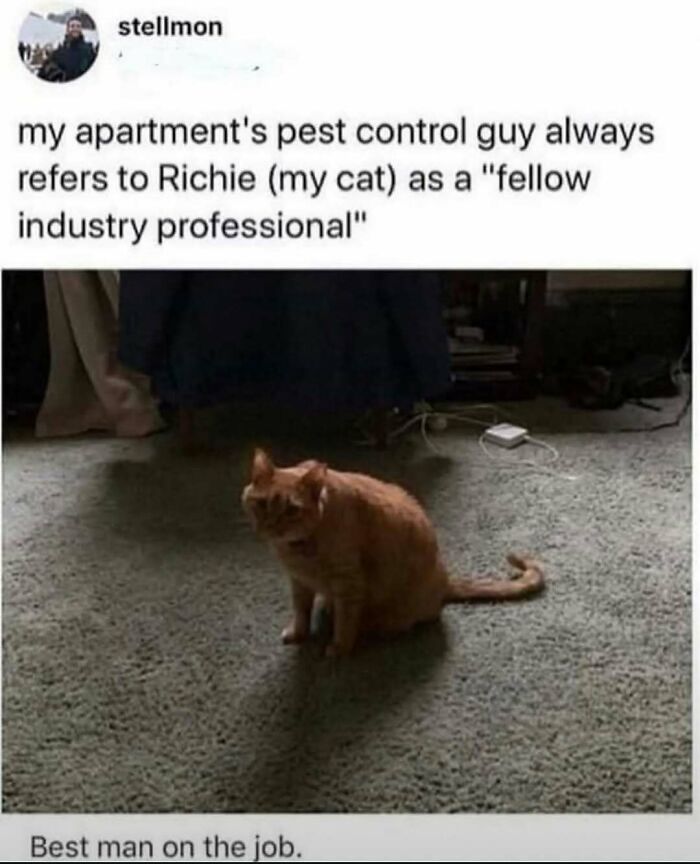 A meme of an orange cat sitting on a carpet, with text describing it as a fellow industry professional. Change your mood with this funny meme.