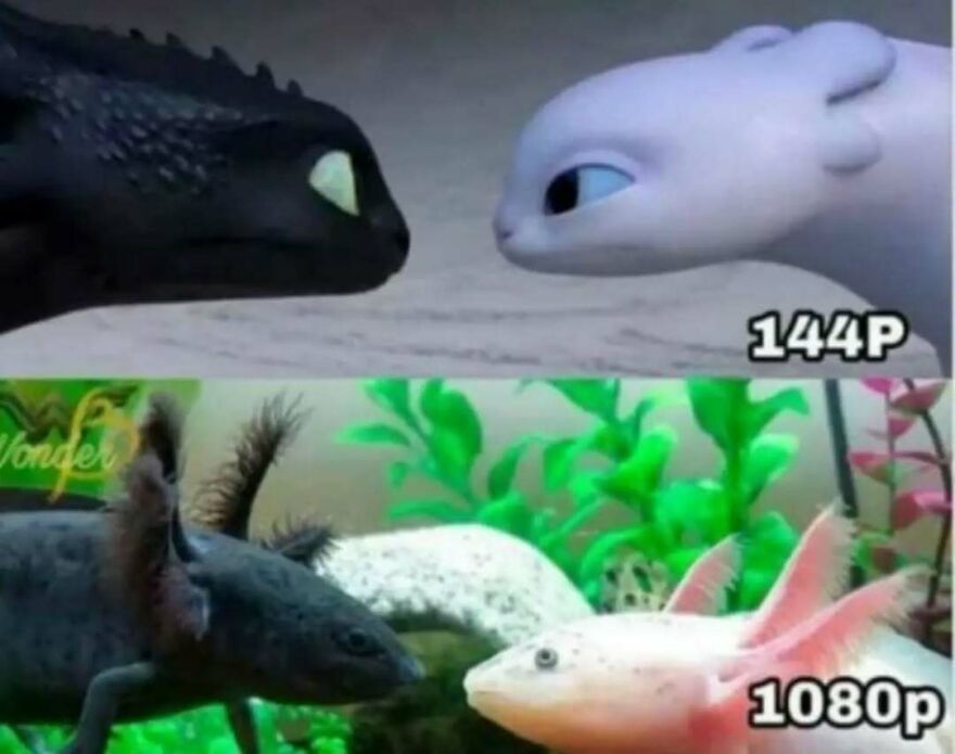A silly and cute animal meme comparing cartoon dragons to real-life axolotls, labeled 144p and 1080p.