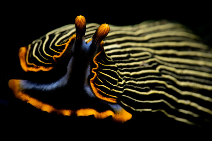 Black Magic By Paul Eijkemans