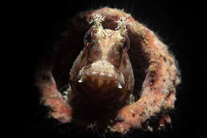 Starry Smile By Paul Eijkemans