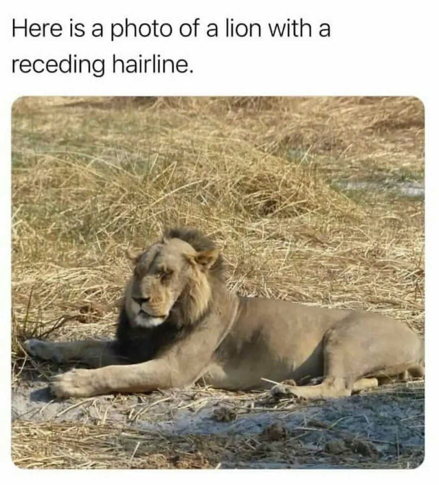 A silly and cute animal meme showing a lion with a thin mane, humorously labeled as having a receding hairline.