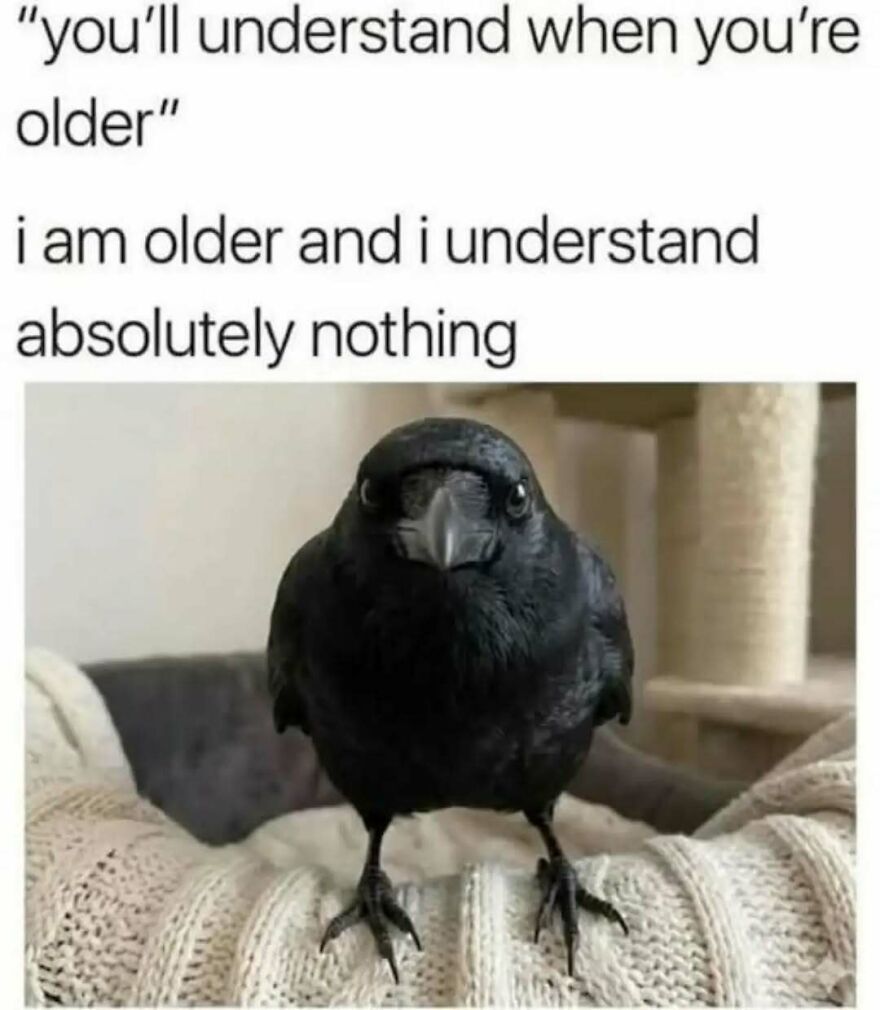 A cute animal meme with a serious crow sitting on a knitted blanket, looking directly at the camera.