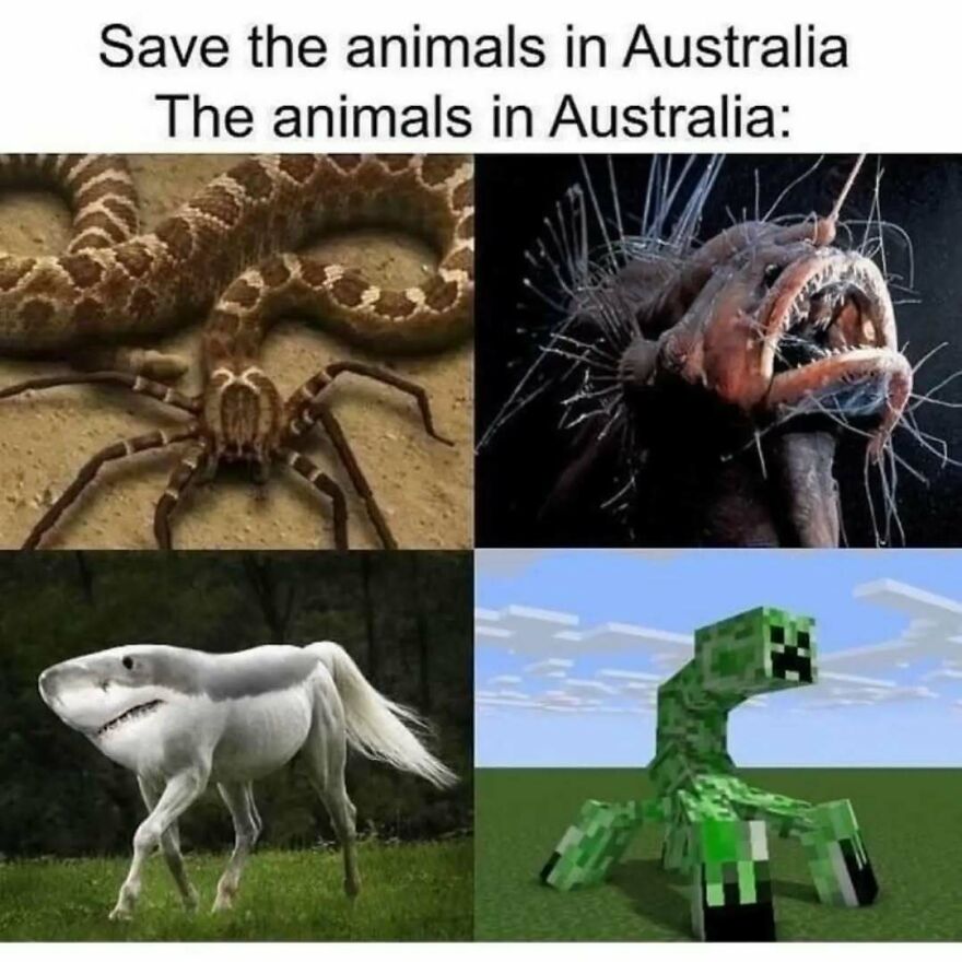 A silly animal meme featuring four different mythical creatures from Australia, including a snake-spider hybrid.
