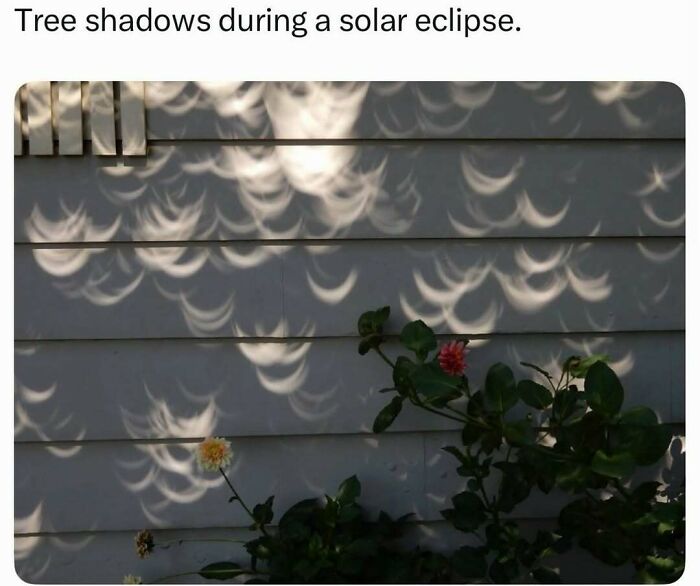 Pop culture post: Crescent-shaped shadows on a wall during a solar eclipse, offering instant good vibes.