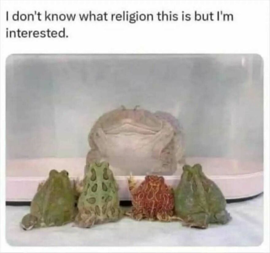 Silly animal meme: Four frogs of different species gathered around a larger, plump frog, looking interested.