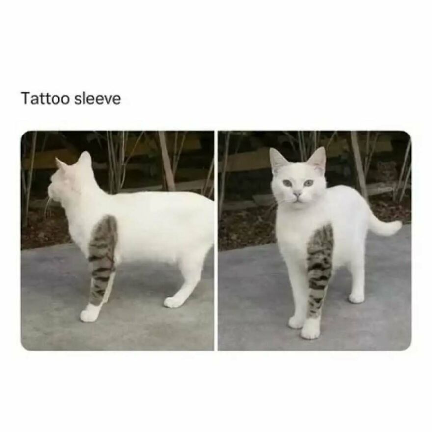 Silly animal meme: A white cat with a stripe pattern on one leg, like a tattoo sleeve.