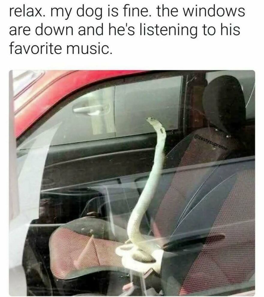 A silly animal meme with a white snake peeking out of a cup holder in a car, posing as a dog.