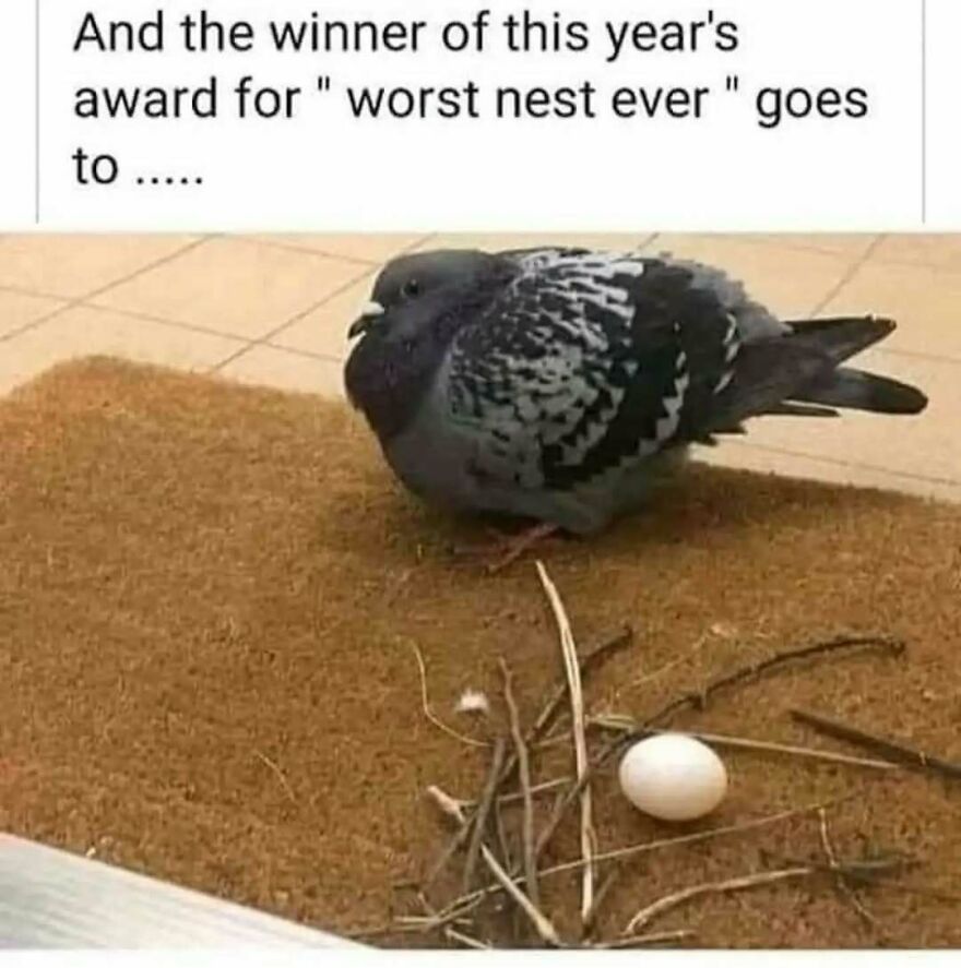 A cute animal meme with a pigeon next to a sparse nest with one egg, winning an award for worst nest.