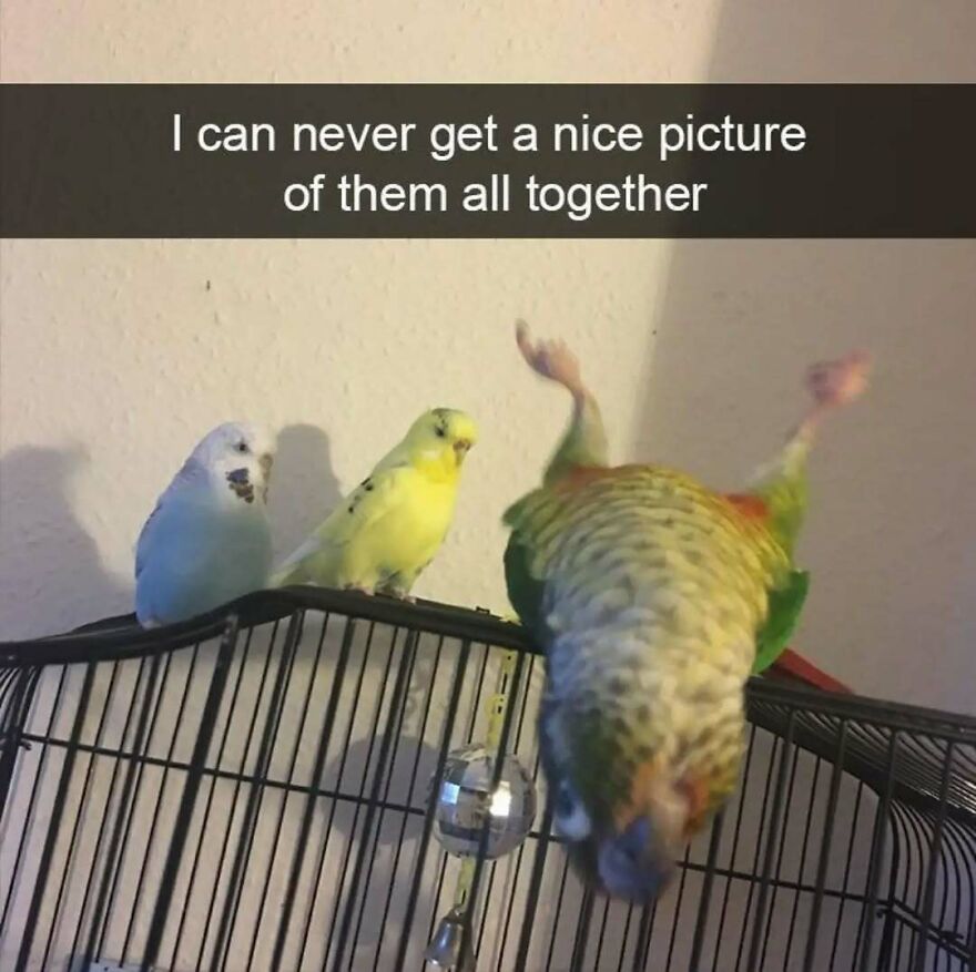 A silly animal meme with three birds, one blue, one yellow, and one green parrot upside down on a cage.