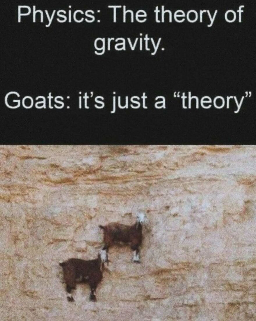 A funny animal meme with two goats expertly climbing a steep, rocky cliff face, questioning the theory of gravity.