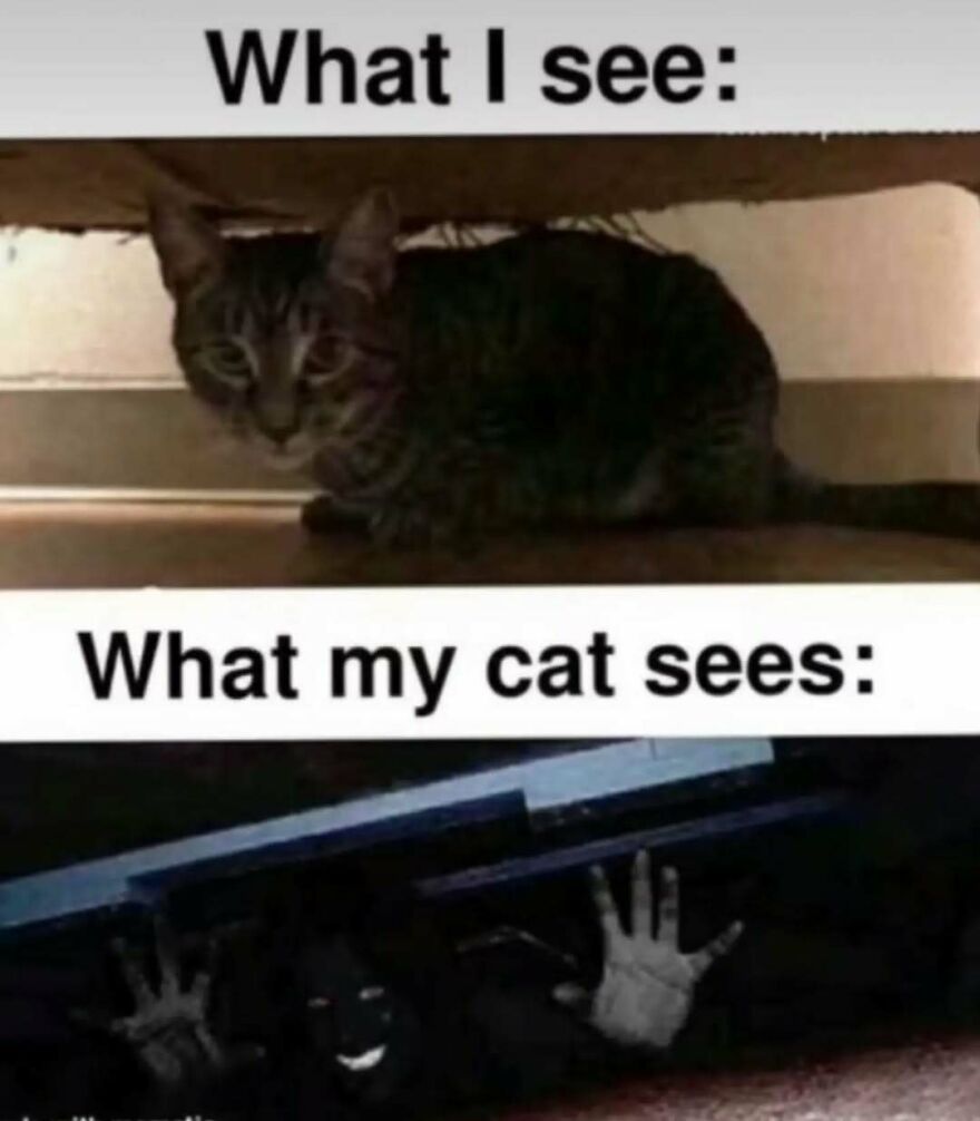 A cute animal meme showing a cat looking under a bed, contrasting what a human sees versus what the cat imagines seeing.