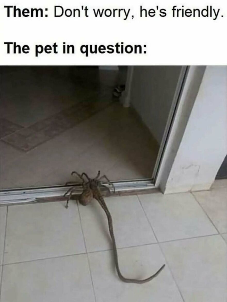 A silly animal meme featuring a creepy alien-like pet with a long tail on a tiled floor.
