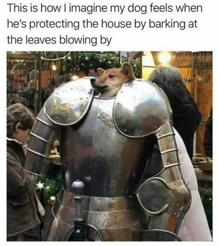A silly animal meme of a dog's head photoshopped into a full suit of armor, imagining how it feels protecting the house.