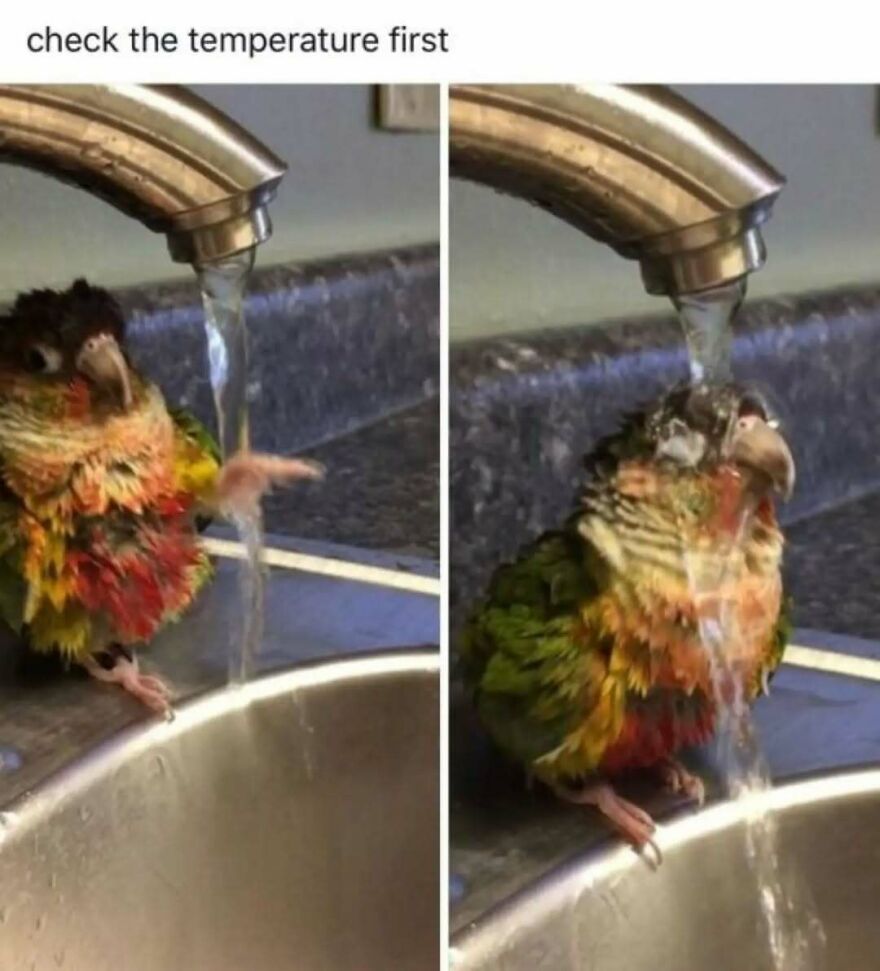 A cute animal meme showing a small colorful parrot checking water temperature in a sink and then bathing.