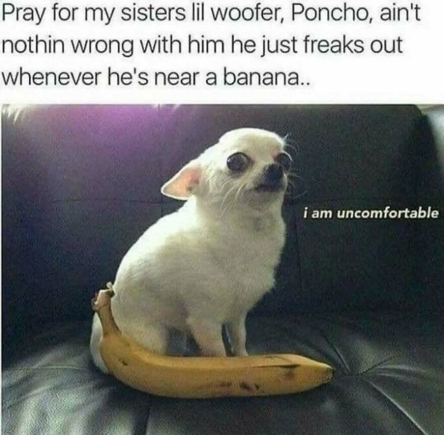 A cute animal meme showing a chihuahua looking uncomfortable, sitting on a banana, with text about its fear of bananas.