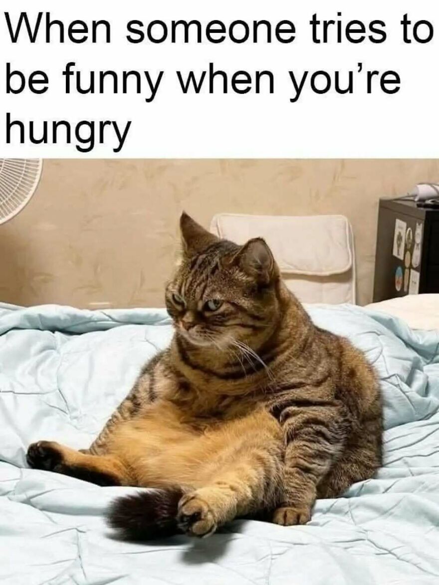 A cute animal meme with an angry, overweight cat sitting on a bed looking away.