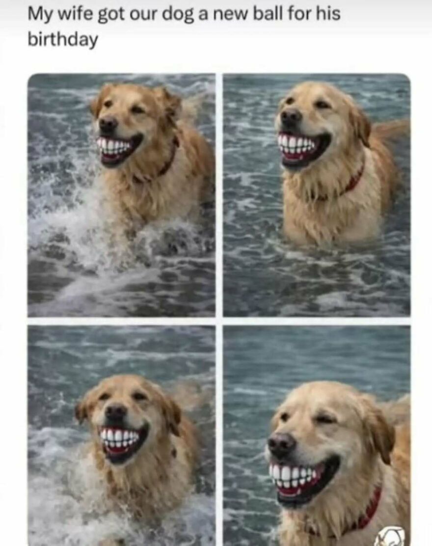 A cute animal meme featuring a golden retriever in water with a large, human-like smile.