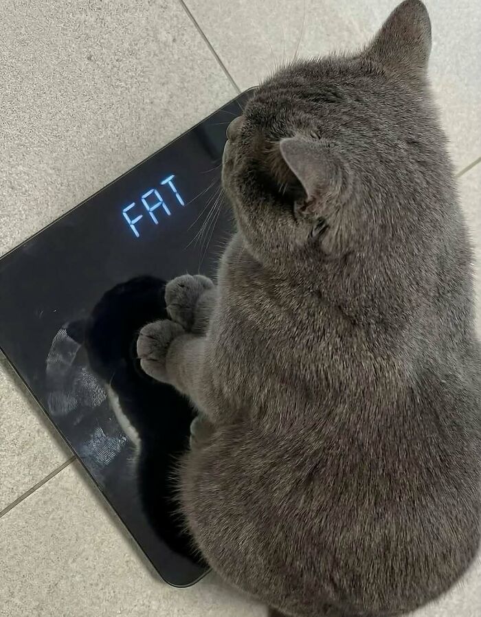 Funny animal memes: a grey cat looking at a weighing scale that displays the word FAT.