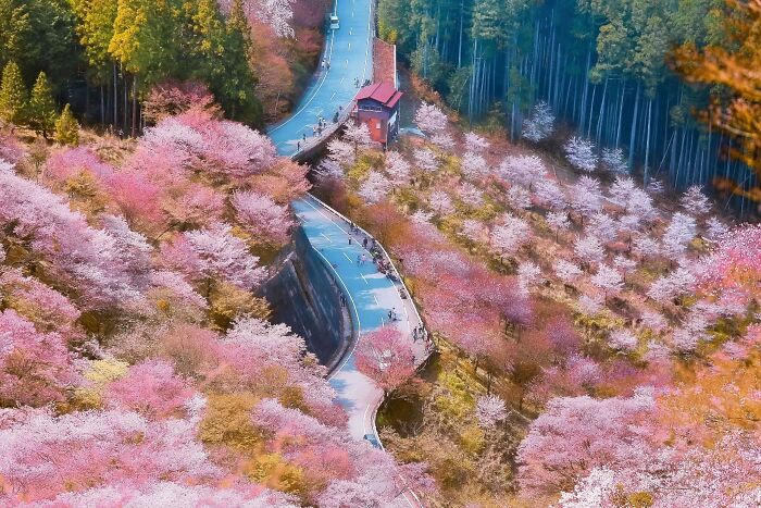 Landscape, Honorable Mention: Divine Sakura Waves By Tommy Weng