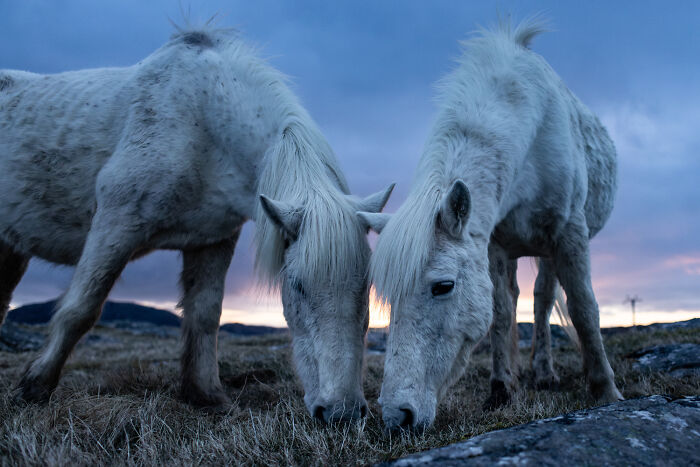 Harmony By Emily Whitney