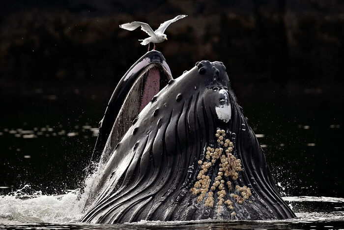 Magnificent humpback whale breaching with its mouth open, a seagull perched on its head. A winning image from the 2026 European Photography Awards.