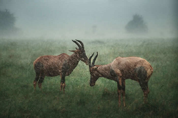 Etched In Rain By Agniva Kolay