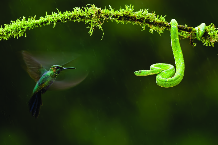 Wildlife, 1st Place: Eye To Eye By Bence Máté