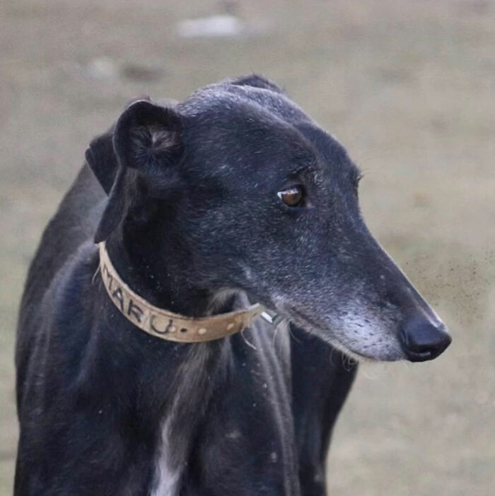 Profile of a black rescued Spanish Galgo with a light-colored collar, showing a graceful and noble expression. Profile of a black rescued Spanish Galgo with a light-colored collar, showing a graceful and noble expression.
