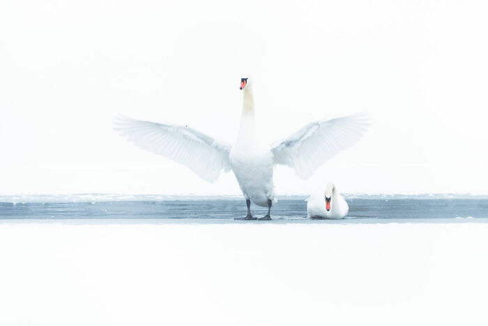 Two elegant white swans on a snowy, minimalist landscape, highlighting the beauty of nature photography.