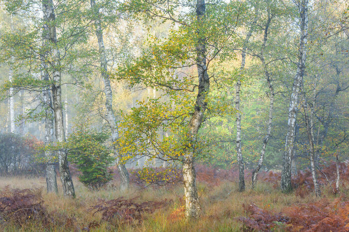 A serene forest scene with slender trees and golden ferns, showcasing a stunning nature photography moment.