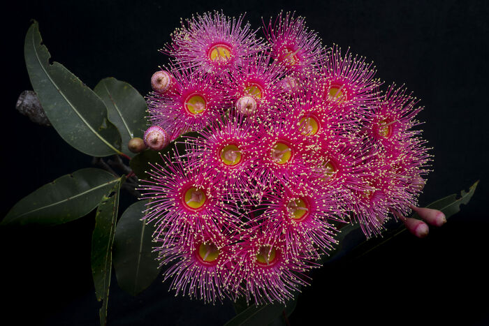Open Color, Honorable Mention: Firework Flowers By Heather Smith