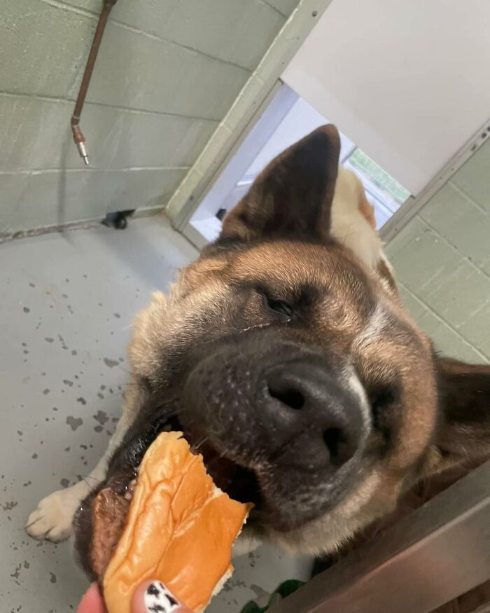 A fluffy shelter dog happily chews on a hamburger with closed eyes.