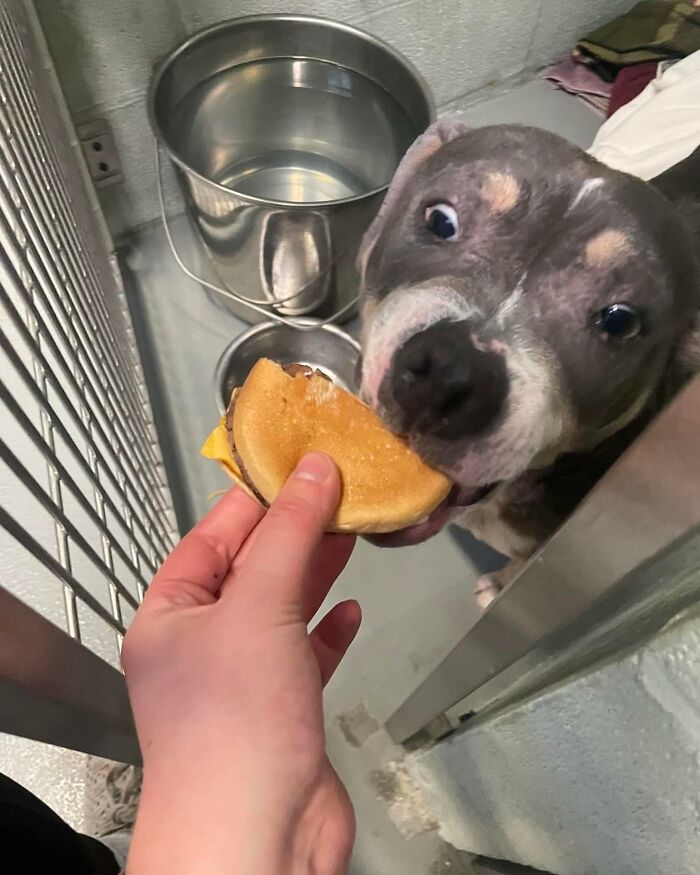 A shelter dog with surprised eyes reaches for a hamburger.