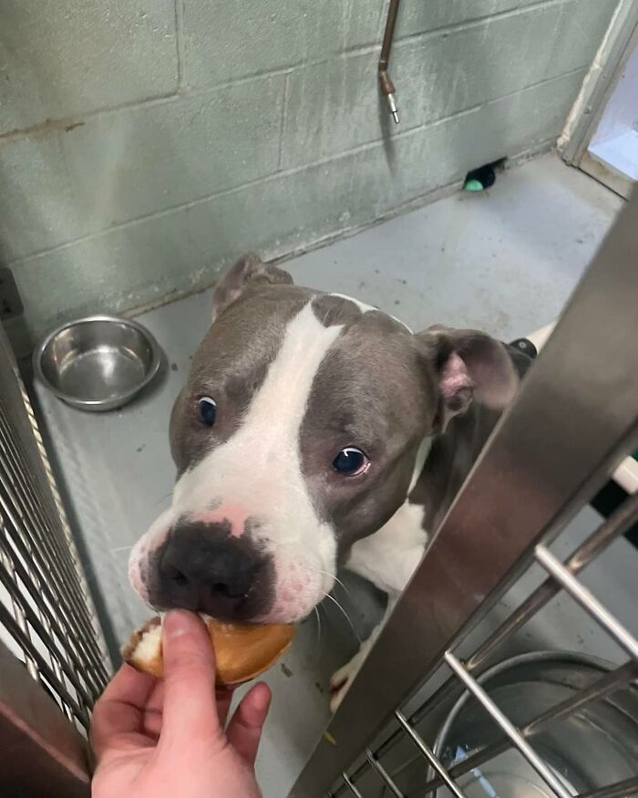 A grey and white shelter dog looks up as it gets a treat.